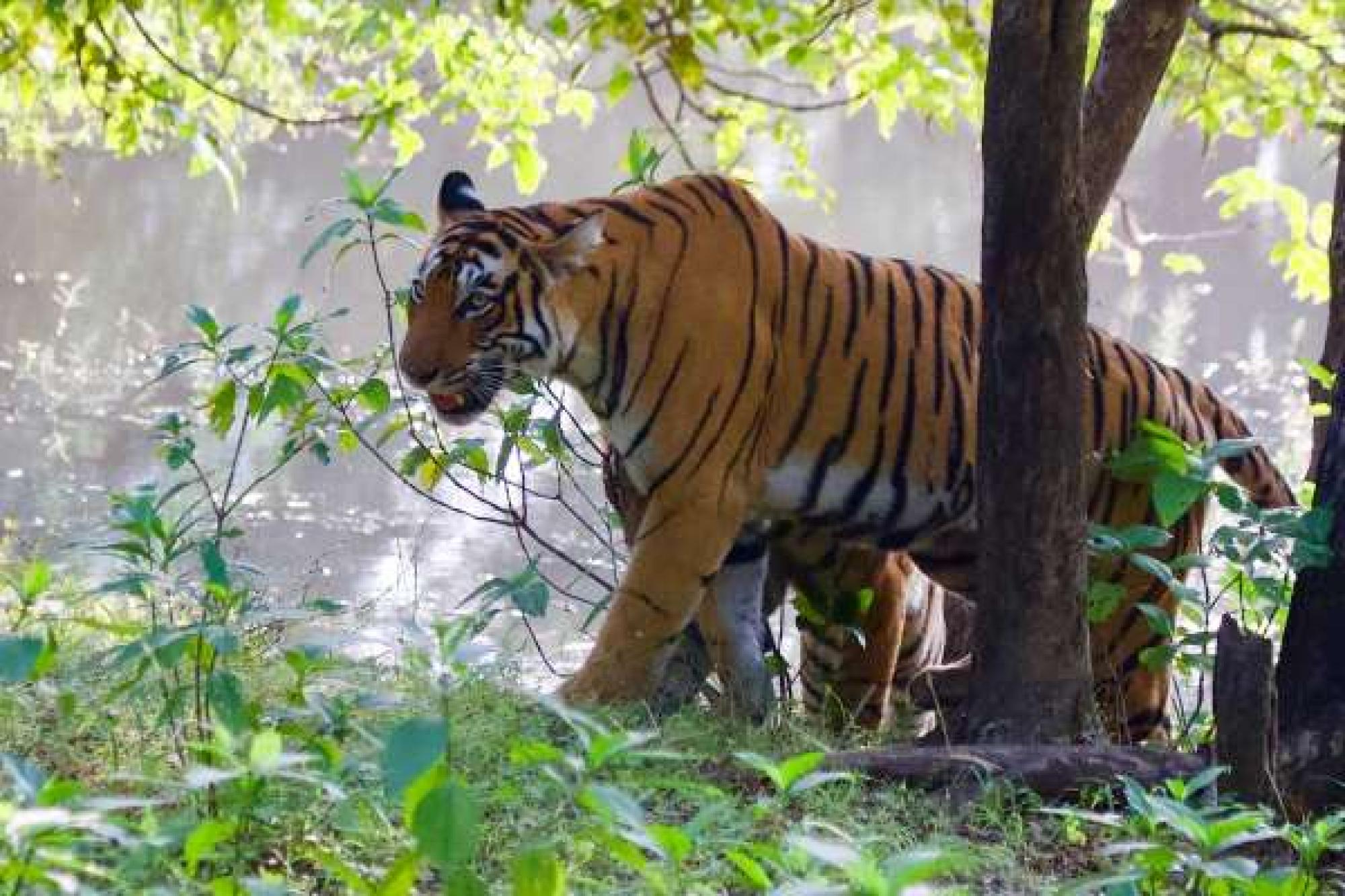 3 Days Ranthambore Tour from Delhi